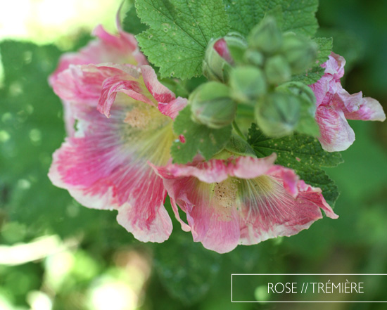 rose trémière jardin plumetis