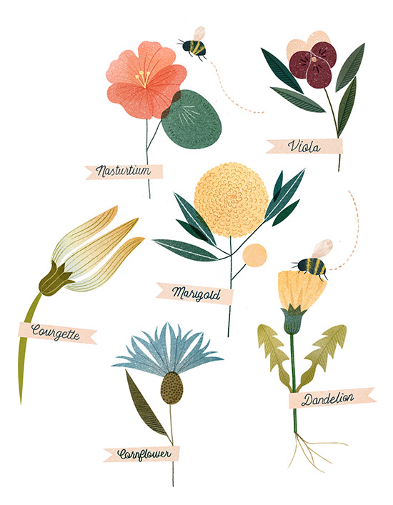 An-illustrated-guide-to-edible-flowers-clareowen