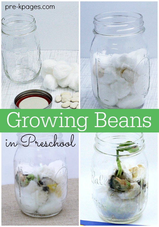 Grow-Beans-with-Preschoolers