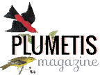 Plumetis Magazine
